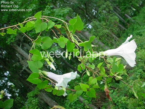 morningglory, bigroot